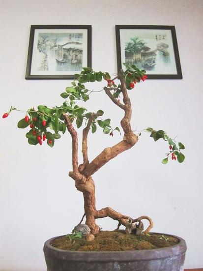 枸杞什么时间开花?枸杞什么时侯开花?-第4张图片-优品飞百科 枸杞什么时间开花?枸杞什么时侯开花?-第4张图片-优品飞百科