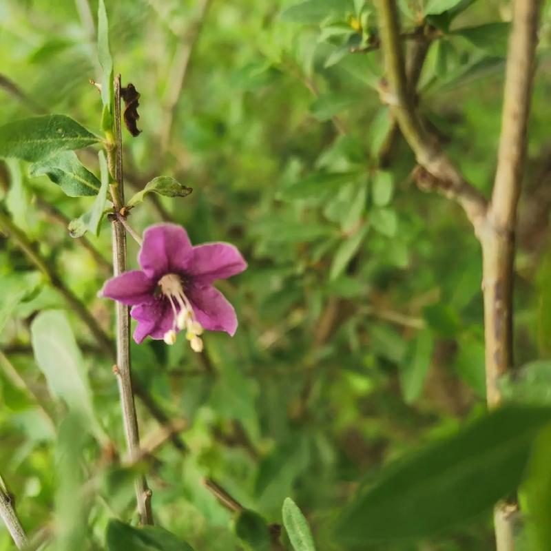 枸杞什么时间开花?枸杞什么时侯开花?-第5张图片-优品飞百科 枸杞什么时间开花?枸杞什么时侯开花?-第5张图片-优品飞百科