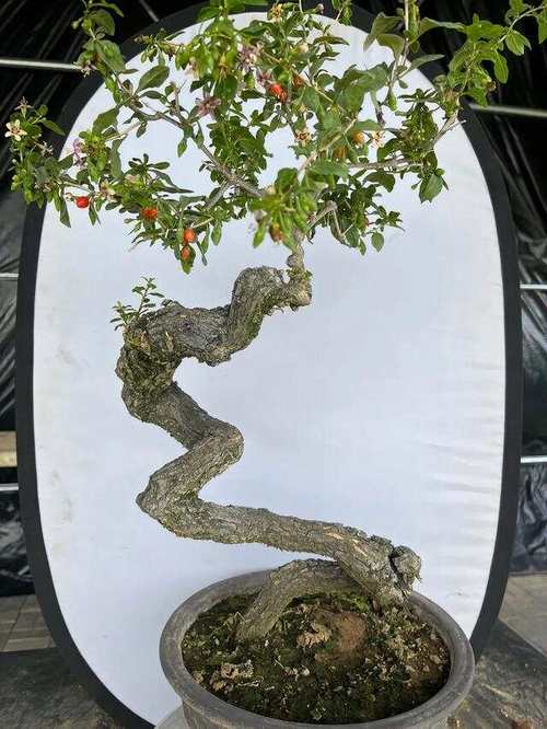 枸杞什么时间开花?枸杞什么时侯开花?-第6张图片-优品飞百科 枸杞什么时间开花?枸杞什么时侯开花?-第6张图片-优品飞百科