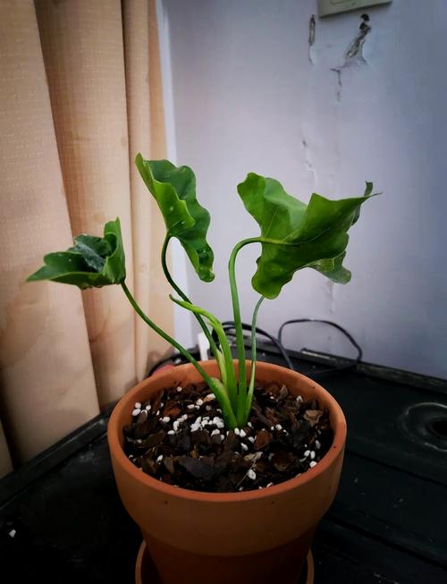 转运竹可以用啤酒浇吗，啤酒可以倒在转运竹的水里吗？