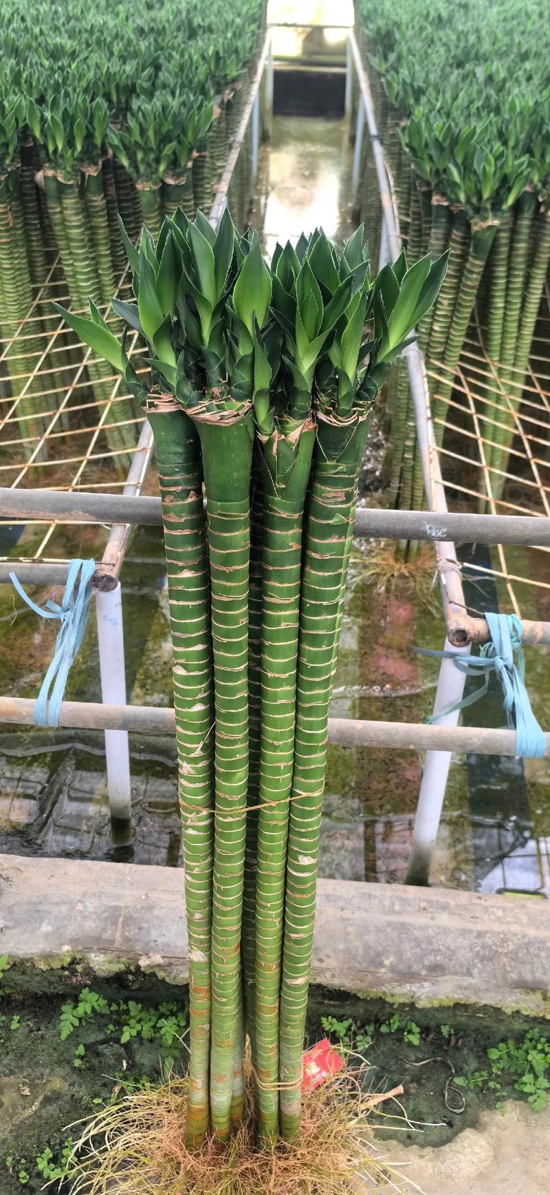 转运竹可以用啤酒浇吗,啤酒可以倒在转运竹的水里吗?-第2张图片-优品飞百科 转运竹可以用啤酒浇吗,啤酒可以倒在转运竹的水里吗?-第2张图片-优品飞百科