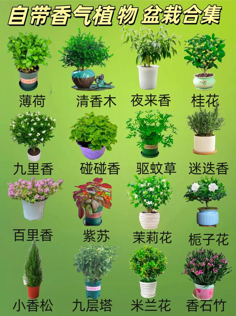 转运竹可以用啤酒浇吗,啤酒可以倒在转运竹的水里吗?-第3张图片-优品飞百科 转运竹可以用啤酒浇吗,啤酒可以倒在转运竹的水里吗?-第3张图片-优品飞百科