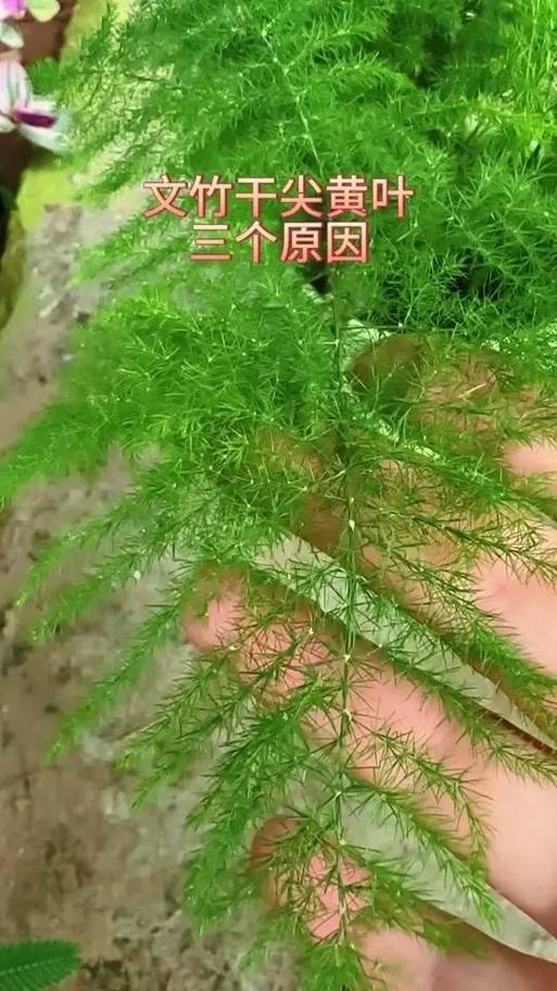 转运竹可以用啤酒浇吗,啤酒可以倒在转运竹的水里吗?-第4张图片-优品飞百科 转运竹可以用啤酒浇吗,啤酒可以倒在转运竹的水里吗?-第4张图片-优品飞百科