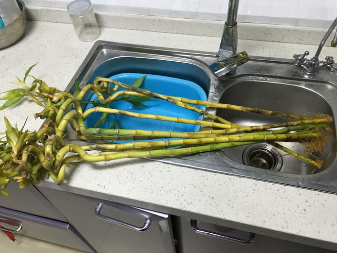 转运竹可以用啤酒浇吗,啤酒可以倒在转运竹的水里吗?-第5张图片-优品飞百科 转运竹可以用啤酒浇吗,啤酒可以倒在转运竹的水里吗?-第5张图片-优品飞百科