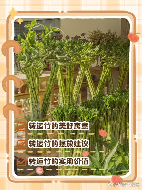 转运竹可以用啤酒浇吗,啤酒可以倒在转运竹的水里吗?-第7张图片-优品飞百科 转运竹可以用啤酒浇吗,啤酒可以倒在转运竹的水里吗?-第7张图片-优品飞百科