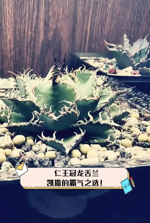 王冠龙的繁殖方法，王冠龙的繁殖方法有哪些？-第2张图片-优品飞百科