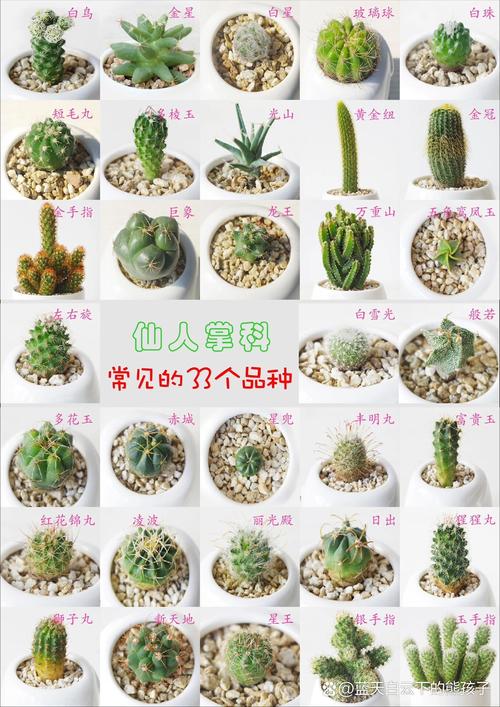 王冠龙的繁殖方法，王冠龙的繁殖方法有哪些？-第3张图片-优品飞百科