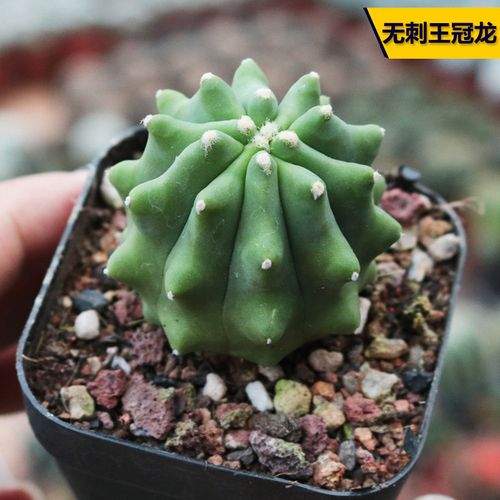 王冠龙的繁殖方法，王冠龙的繁殖方法有哪些？-第4张图片-优品飞百科