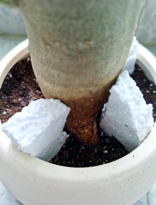 玫瑰花换盆后怎么处理，给玫瑰花换盆