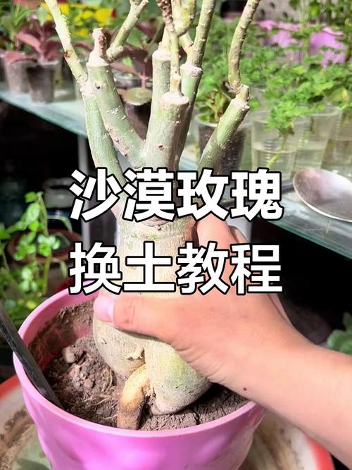 玫瑰花换盆后怎么处理,给玫瑰花换盆-第2张图片-优品飞百科 玫瑰花换盆后怎么处理,给玫瑰花换盆-第2张图片-优品飞百科