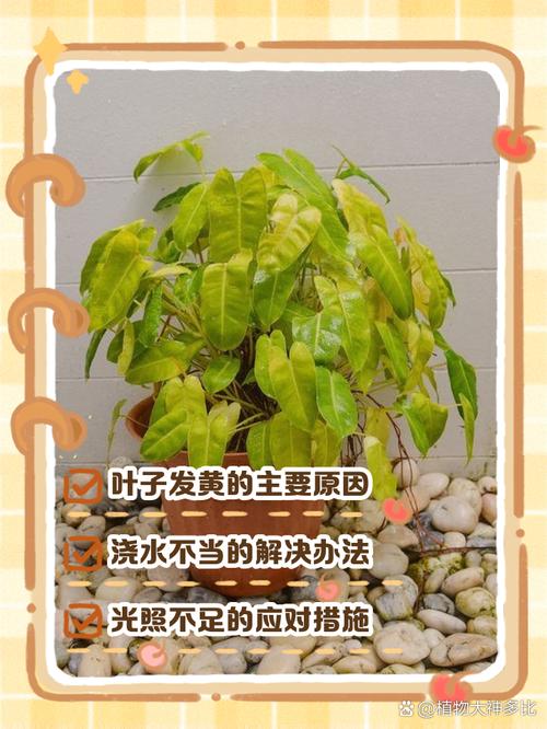 玫瑰花换盆后怎么处理,给玫瑰花换盆-第4张图片-优品飞百科 玫瑰花换盆后怎么处理,给玫瑰花换盆-第4张图片-优品飞百科