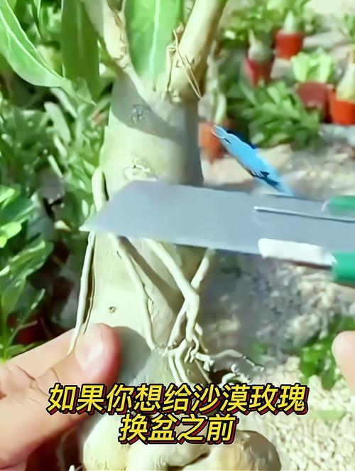 玫瑰花换盆后怎么处理,给玫瑰花换盆-第5张图片-优品飞百科 玫瑰花换盆后怎么处理,给玫瑰花换盆-第5张图片-优品飞百科