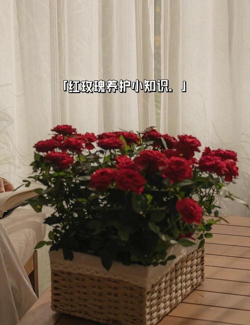 玫瑰花换盆后怎么处理,给玫瑰花换盆-第6张图片-优品飞百科 玫瑰花换盆后怎么处理,给玫瑰花换盆-第6张图片-优品飞百科