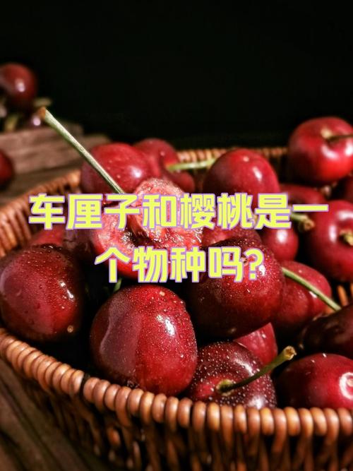 车厘子就是樱桃吗，车厘子就是樱桃吗图片