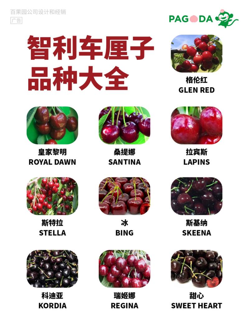 车厘子就是樱桃吗，车厘子就是樱桃吗图片-第4张图片-优品飞百科