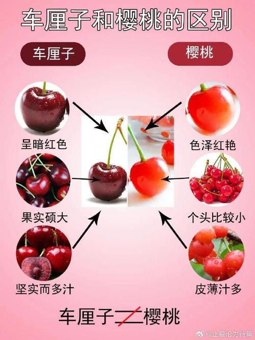 车厘子就是樱桃吗，车厘子就是樱桃吗图片-第6张图片-优品飞百科