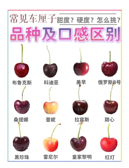 车厘子就是樱桃吗，车厘子就是樱桃吗图片-第7张图片-优品飞百科