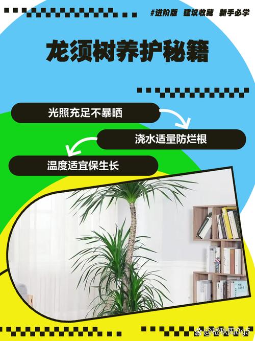 龙须树多久浇一次水?龙须树多久浇一次水比较好?-第1张图片-优品飞百科 龙须树多久浇一次水?龙须树多久浇一次水比较好?-第1张图片-优品飞百科