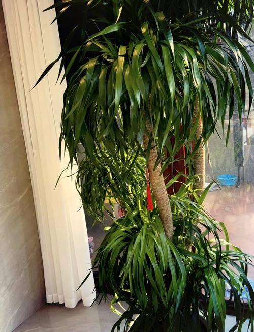 龙须树多久浇一次水?龙须树多久浇一次水比较好?-第2张图片-优品飞百科 龙须树多久浇一次水?龙须树多久浇一次水比较好?-第2张图片-优品飞百科