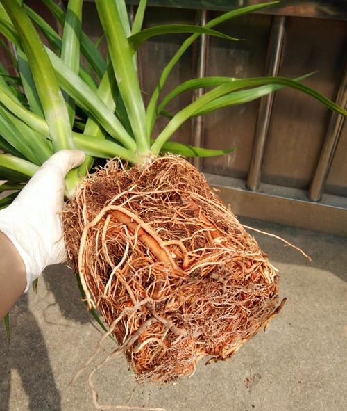 龙须树多久浇一次水?龙须树多久浇一次水比较好?-第3张图片-优品飞百科 龙须树多久浇一次水?龙须树多久浇一次水比较好?-第3张图片-优品飞百科