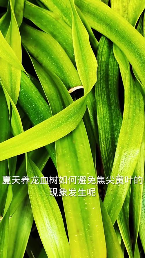 龙须树多久浇一次水?龙须树多久浇一次水比较好?-第4张图片-优品飞百科 龙须树多久浇一次水?龙须树多久浇一次水比较好?-第4张图片-优品飞百科