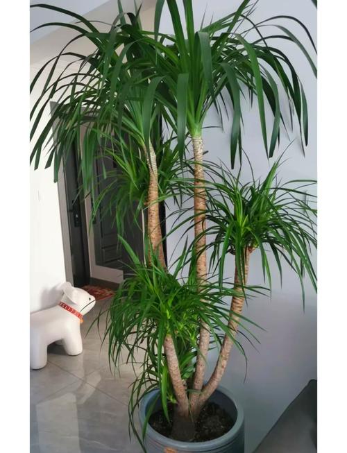 龙须树多久浇一次水?龙须树多久浇一次水比较好?-第5张图片-优品飞百科 龙须树多久浇一次水?龙须树多久浇一次水比较好?-第5张图片-优品飞百科