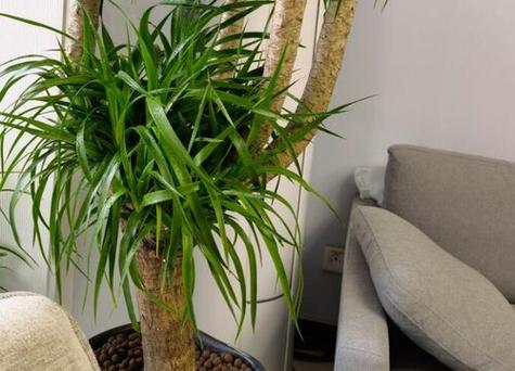 龙须树多久浇一次水?龙须树多久浇一次水比较好?-第6张图片-优品飞百科 龙须树多久浇一次水?龙须树多久浇一次水比较好?-第6张图片-优品飞百科