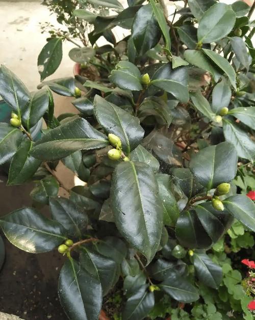 这花掐个枝就能活，这花掐个枝就能活吗