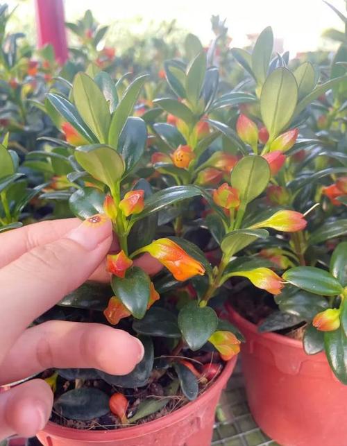 这花掐个枝就能活,这花掐个枝就能活吗-第2张图片-优品飞百科 这花掐个枝就能活,这花掐个枝就能活吗-第2张图片-优品飞百科