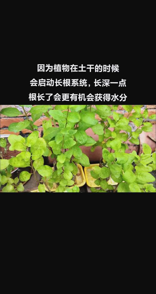 这花掐个枝就能活,这花掐个枝就能活吗-第3张图片-优品飞百科 这花掐个枝就能活,这花掐个枝就能活吗-第3张图片-优品飞百科