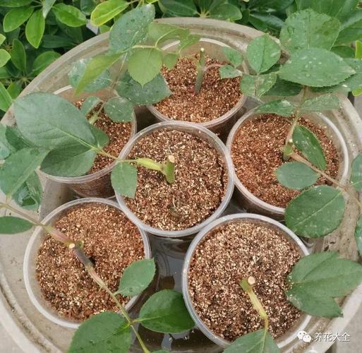 这花掐个枝就能活,这花掐个枝就能活吗-第4张图片-优品飞百科 这花掐个枝就能活,这花掐个枝就能活吗-第4张图片-优品飞百科