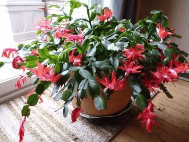 这花掐个枝就能活,这花掐个枝就能活吗-第5张图片-优品飞百科 这花掐个枝就能活,这花掐个枝就能活吗-第5张图片-优品飞百科