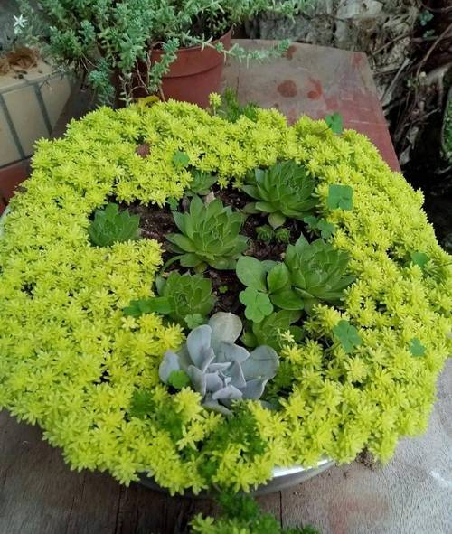 这花掐个枝就能活,这花掐个枝就能活吗-第6张图片-优品飞百科 这花掐个枝就能活,这花掐个枝就能活吗-第6张图片-优品飞百科