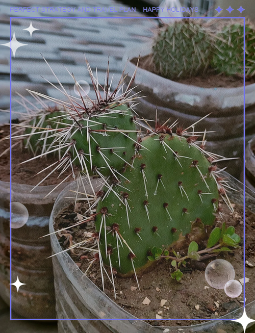 仙人掌施肥用什么肥料，仙人掌用什么肥好？