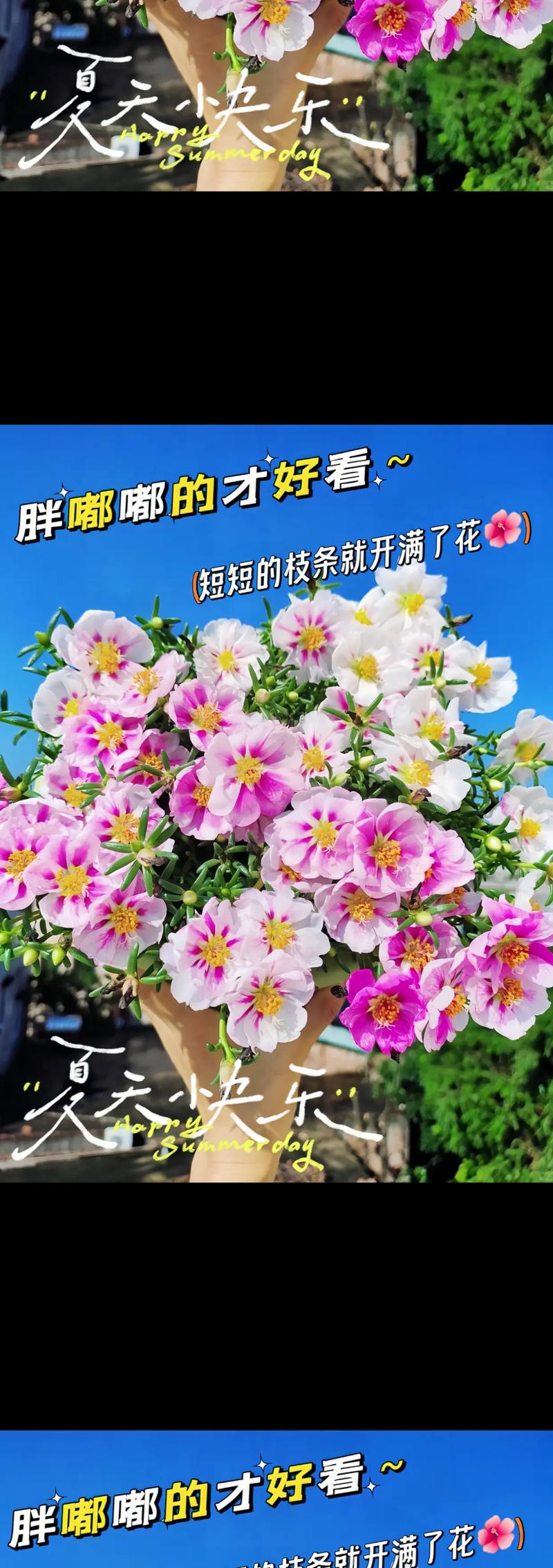 仙人掌施肥用什么肥料，仙人掌用什么肥好？-第2张图片-优品飞百科