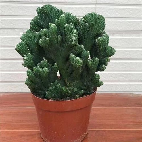 仙人掌施肥用什么肥料，仙人掌用什么肥好？-第4张图片-优品飞百科