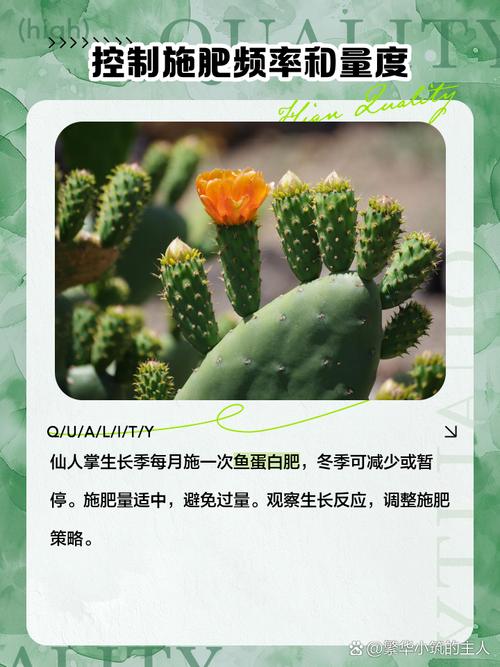 仙人掌施肥用什么肥料，仙人掌用什么肥好？-第6张图片-优品飞百科