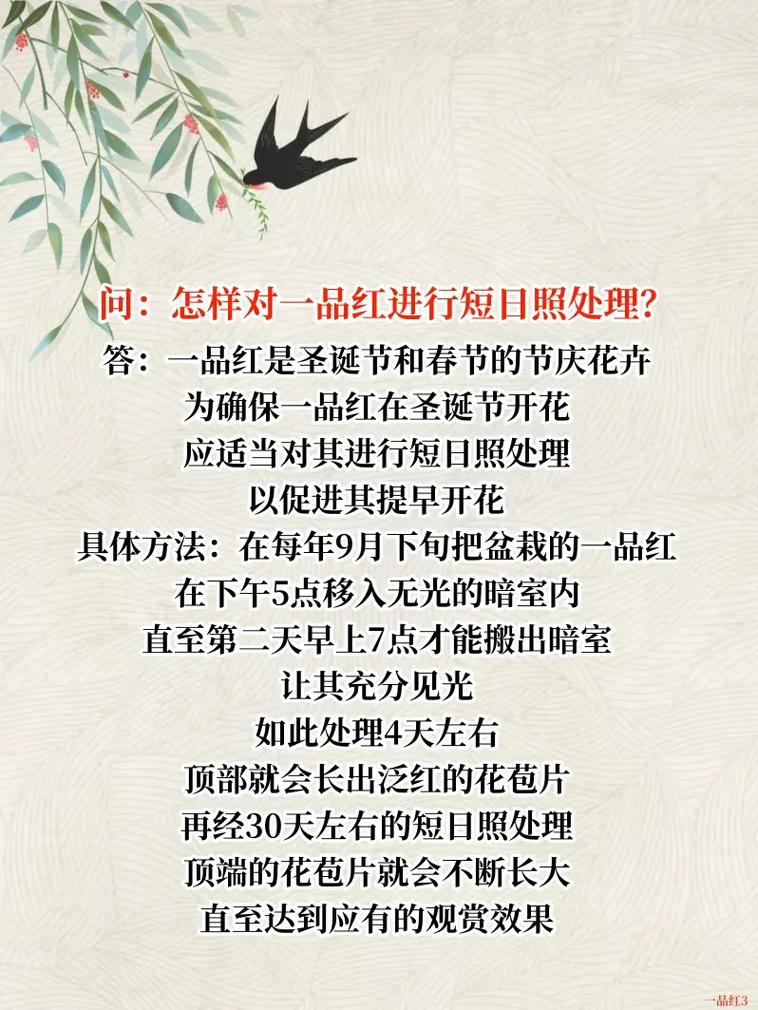 一品红怎么养，一品红怎么养护？