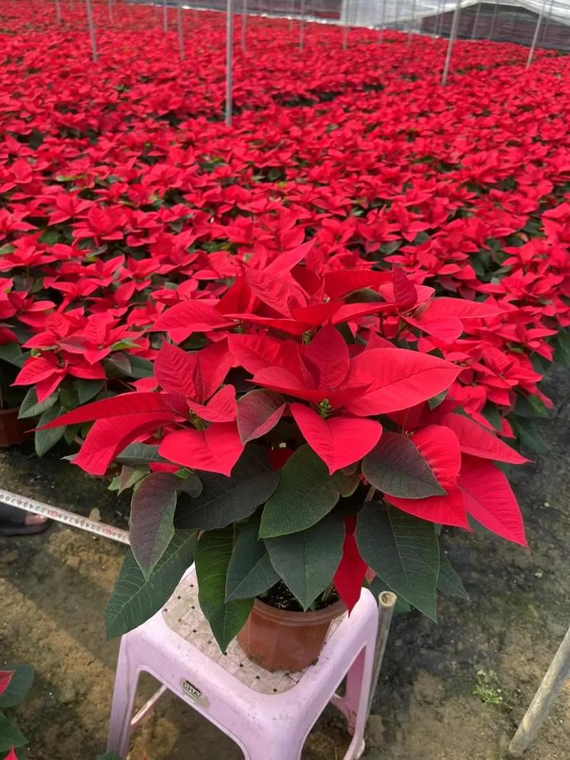 一品红怎么养,一品红怎么养护?-第3张图片-优品飞百科 一品红怎么养,一品红怎么养护?-第3张图片-优品飞百科