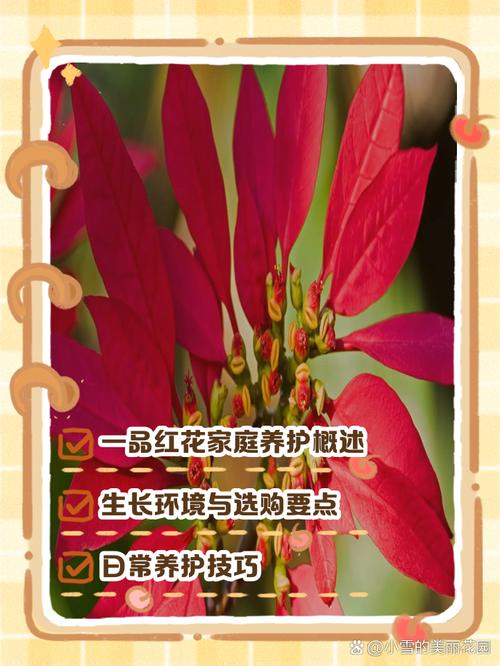 一品红怎么养,一品红怎么养护?-第4张图片-优品飞百科 一品红怎么养,一品红怎么养护?-第4张图片-优品飞百科