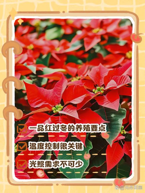 一品红怎么养,一品红怎么养护?-第5张图片-优品飞百科 一品红怎么养,一品红怎么养护?-第5张图片-优品飞百科