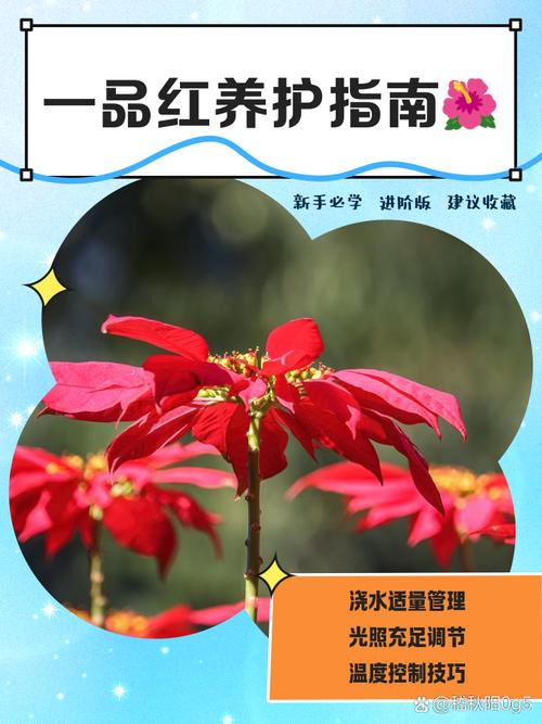 一品红怎么养,一品红怎么养护?-第6张图片-优品飞百科 一品红怎么养,一品红怎么养护?-第6张图片-优品飞百科