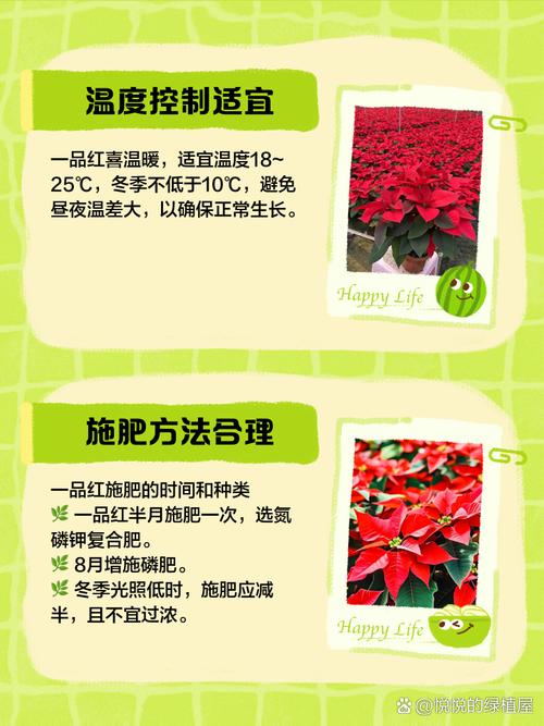 一品红怎么养,一品红怎么养护?-第7张图片-优品飞百科 一品红怎么养,一品红怎么养护?-第7张图片-优品飞百科