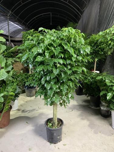 幸福树长太高了怎么办，幸福树长得高好不好？-第2张图片-优品飞百科