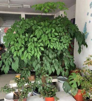 幸福树长太高了怎么办，幸福树长得高好不好？-第4张图片-优品飞百科