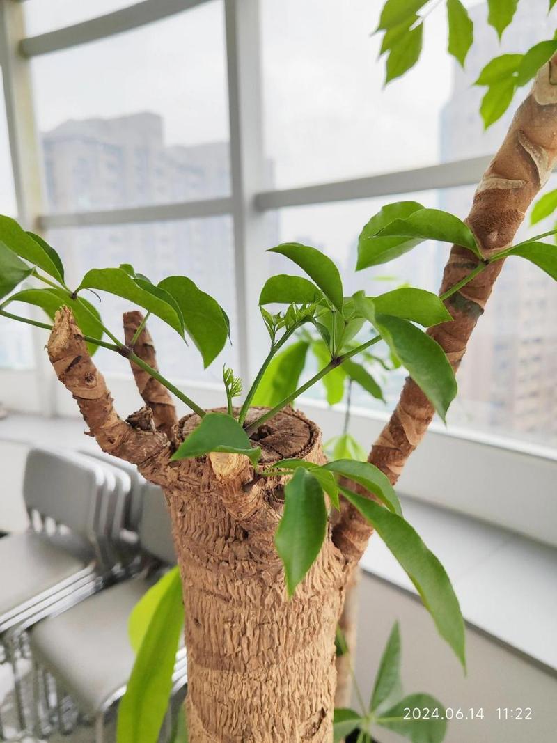 幸福树长太高了怎么办，幸福树长得高好不好？-第5张图片-优品飞百科