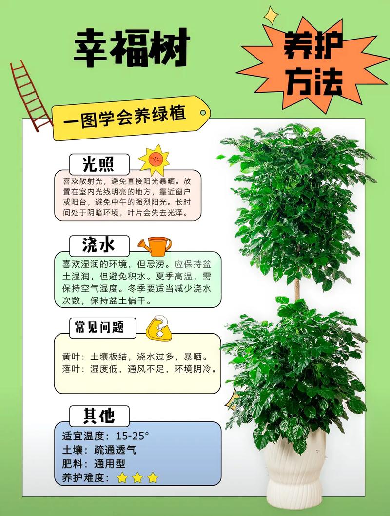 幸福树长太高了怎么办，幸福树长得高好不好？-第6张图片-优品飞百科