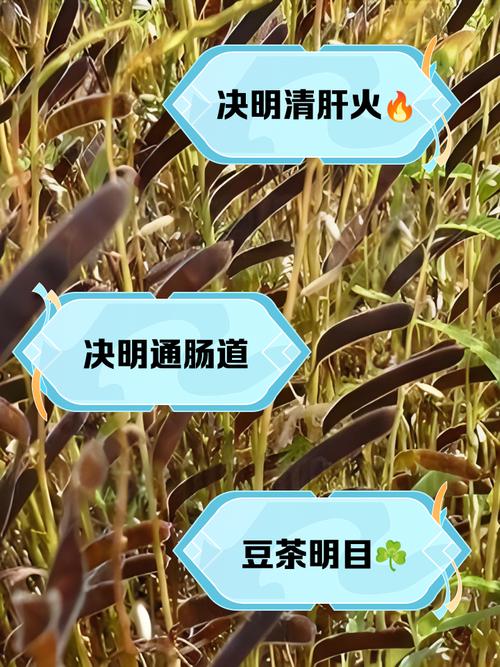 豆茶决明的养殖方法及注意事项,豆茶决明怎么制茶-第2张图片-优品飞百科 豆茶决明的养殖方法及注意事项,豆茶决明怎么制茶-第2张图片-优品飞百科