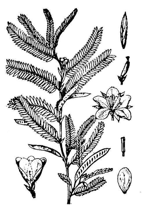 豆茶决明的养殖方法及注意事项,豆茶决明怎么制茶-第3张图片-优品飞百科 豆茶决明的养殖方法及注意事项,豆茶决明怎么制茶-第3张图片-优品飞百科