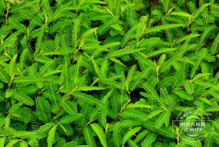 豆茶决明的养殖方法及注意事项,豆茶决明怎么制茶-第4张图片-优品飞百科 豆茶决明的养殖方法及注意事项,豆茶决明怎么制茶-第4张图片-优品飞百科